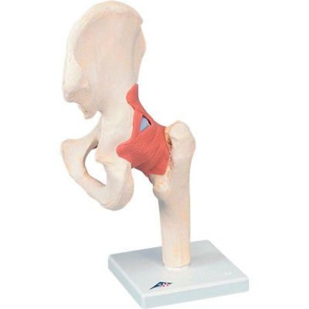 FABRICATION ENTERPRISES 3B® Anatomical Model - Functional Hip Joint, Deluxe 12-4514